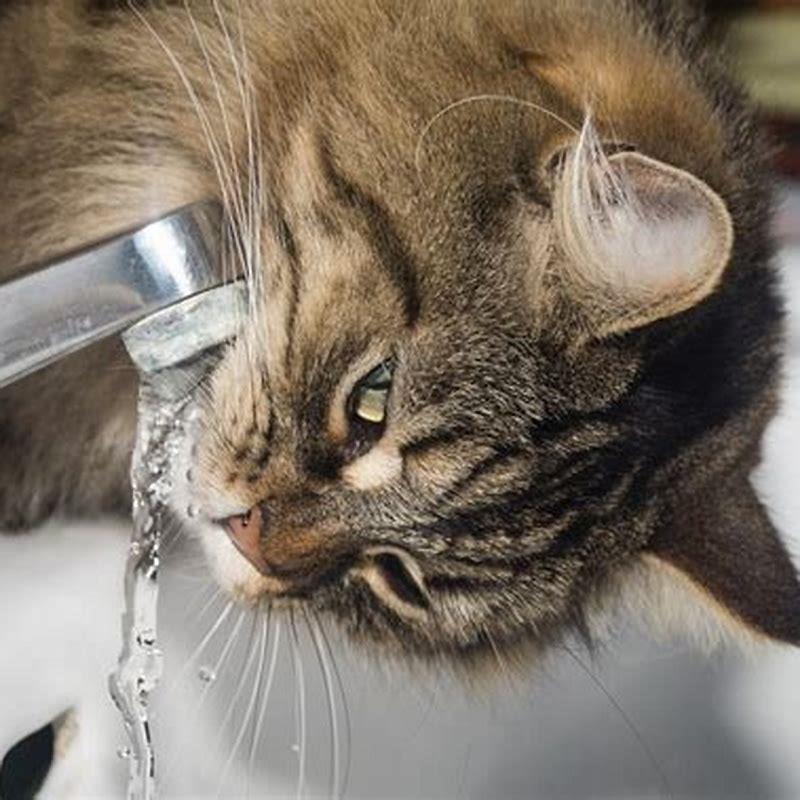 is-boiled-chicken-water-good-for-cats-diy-seattle