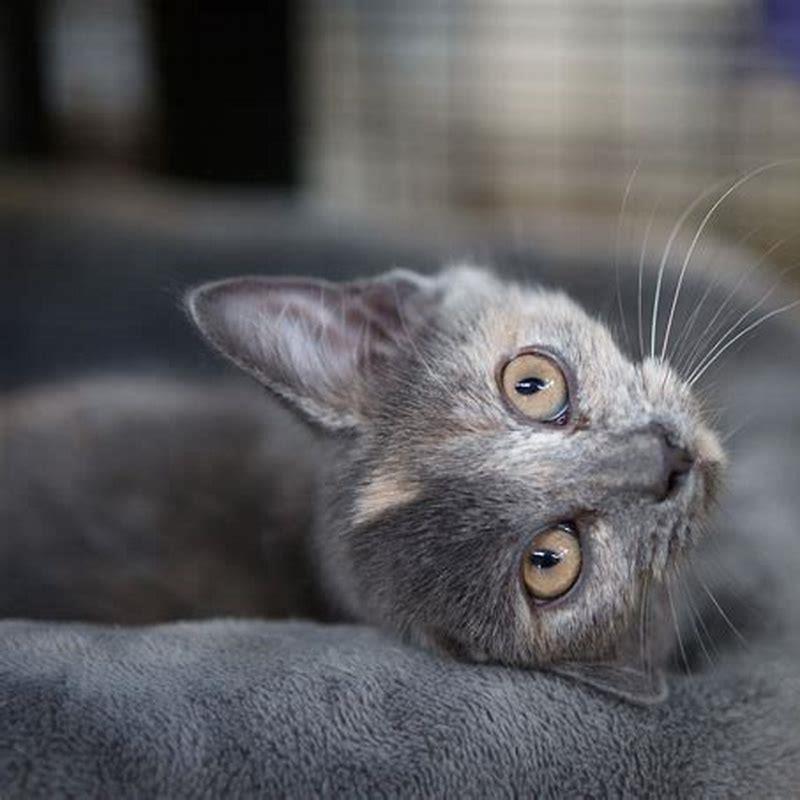 Is cat purring good?