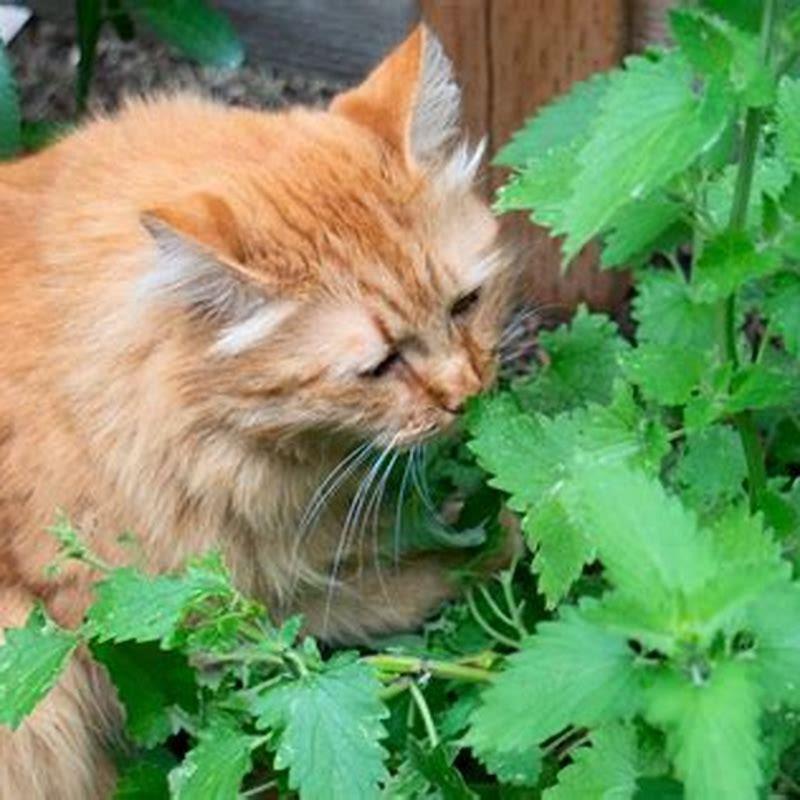 Is catnip harmful to cats?