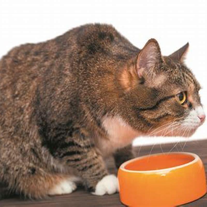 Is catnip safe for cats everyday?
