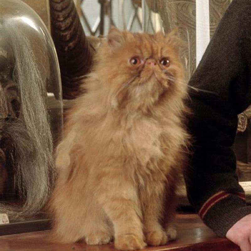 Is Crookshanks a real cat?