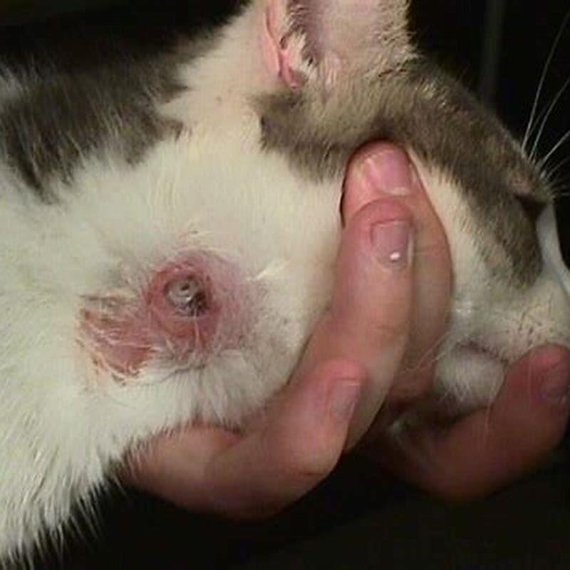 Is Cuterebra painful for cats?