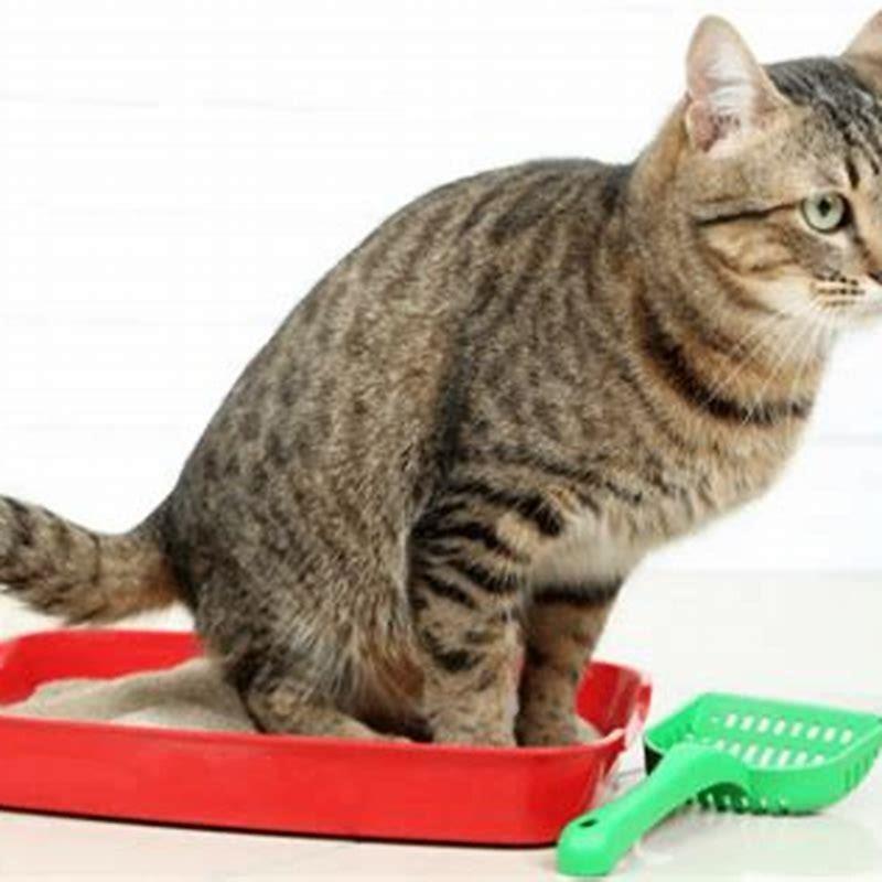 Is cystitis serious in cats?