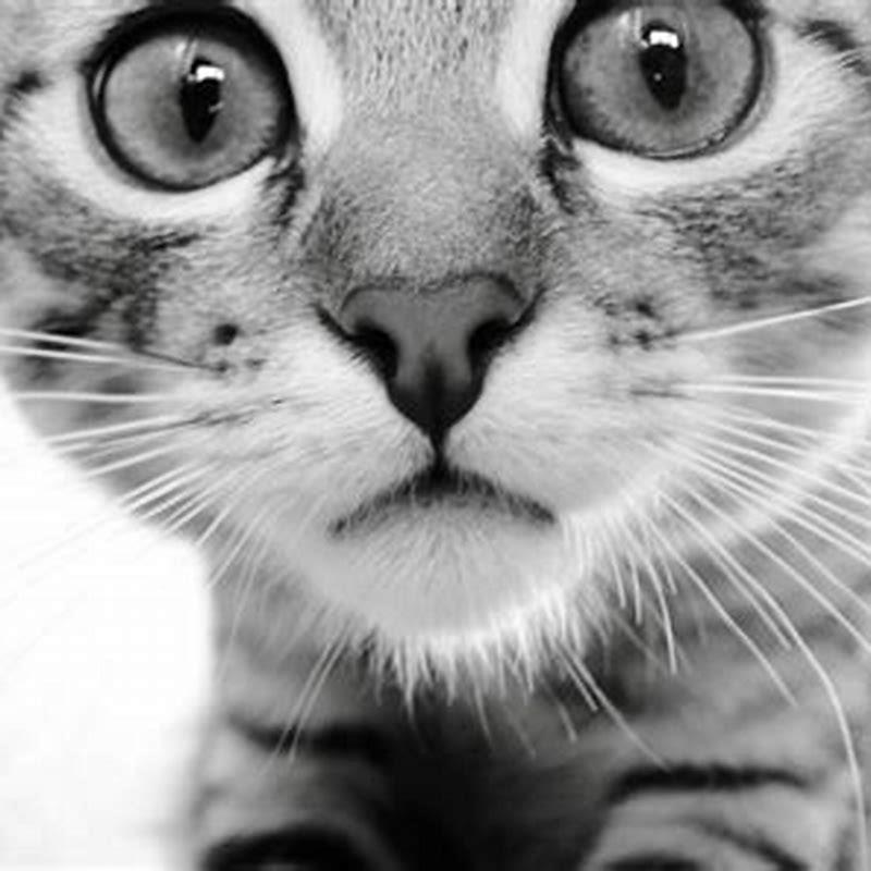 Is diabetes a death sentence for cats?