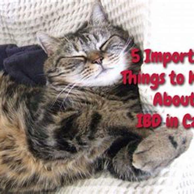 is-ibd-painful-for-cats-diy-seattle