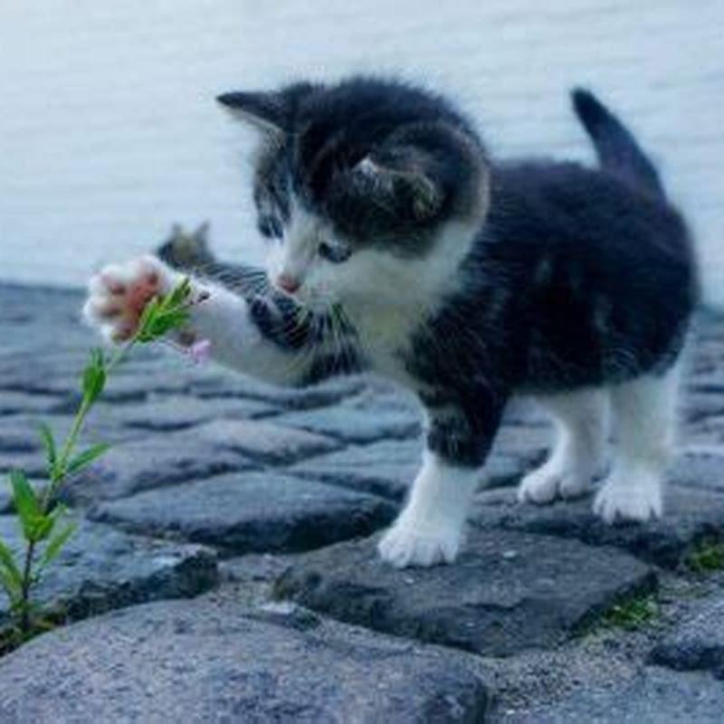 Is incense safe to burn around cats? DIY Seattle