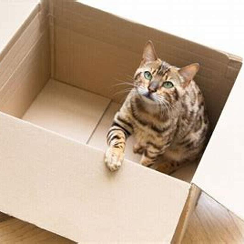 Is it bad for cats to chew on cardboard? DIY Seattle