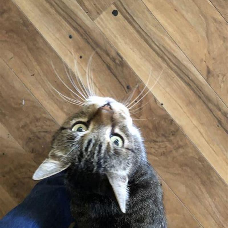 Is it bad to close door on cat?