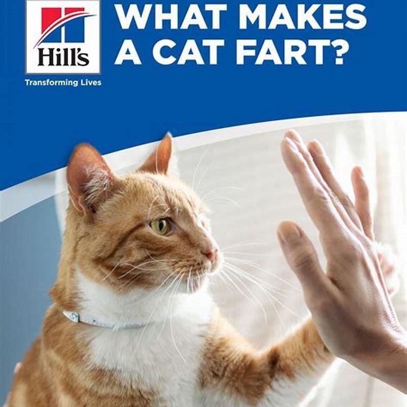 is-it-common-for-cats-to-fart-diy-seattle