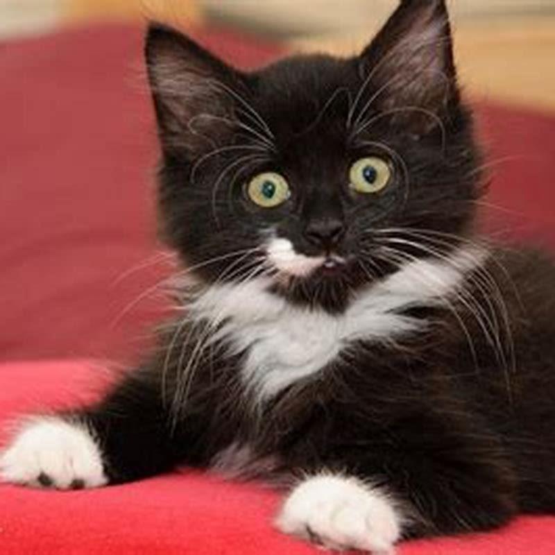 Is it common for cats to lose their whiskers?