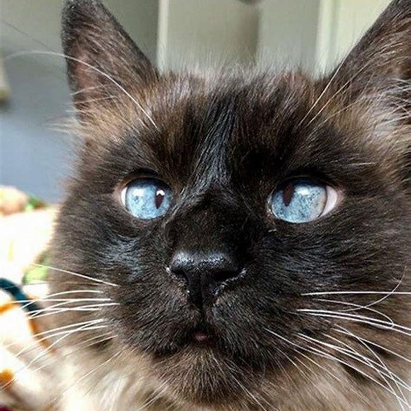 is-it-common-for-siamese-cats-to-be-cross-eyed-diy-seattle