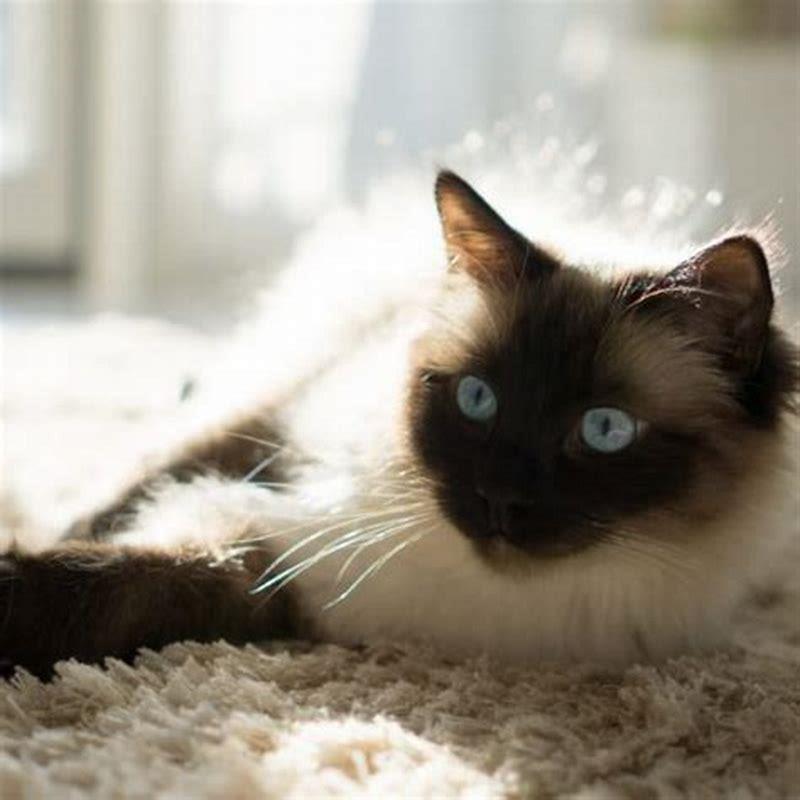 Is it common for Siamese cats to bite?