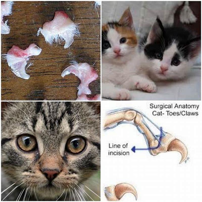 Is it cruel to declaw a cat?
