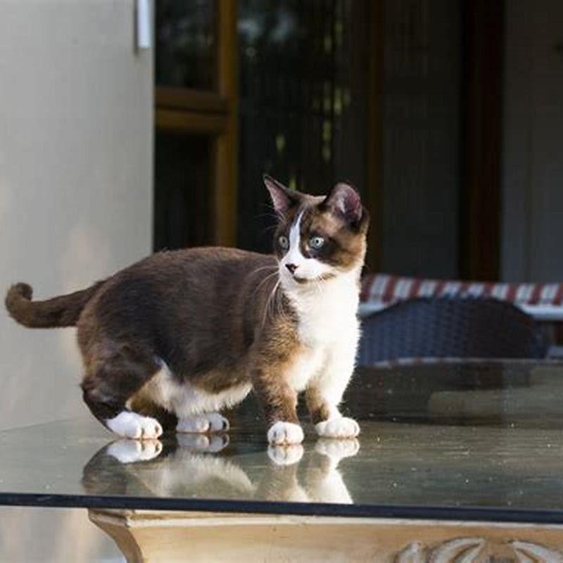 Is it cruel to have a Munchkin Cat?