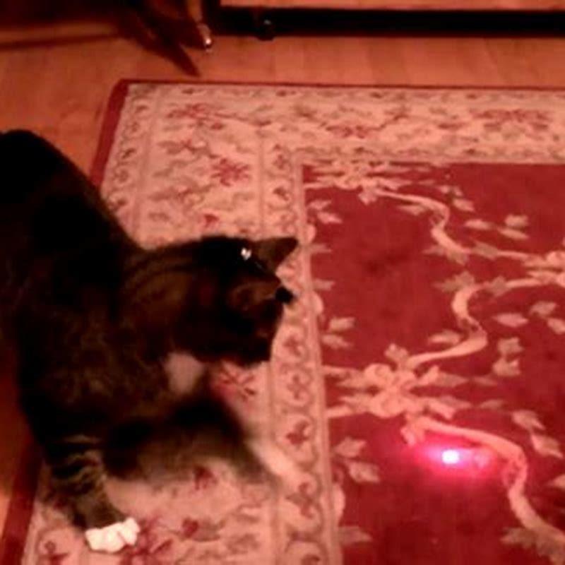 is-it-cruel-to-play-with-a-laser-with-a-cat-diy-seattle