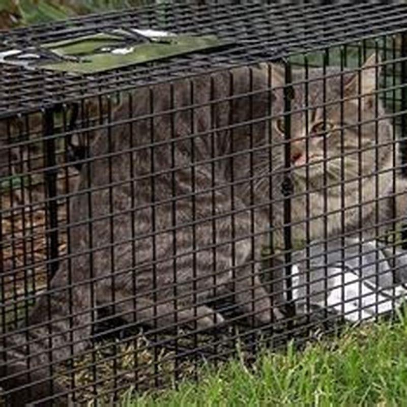 is-it-cruel-to-relocate-a-feral-cat-diy-seattle