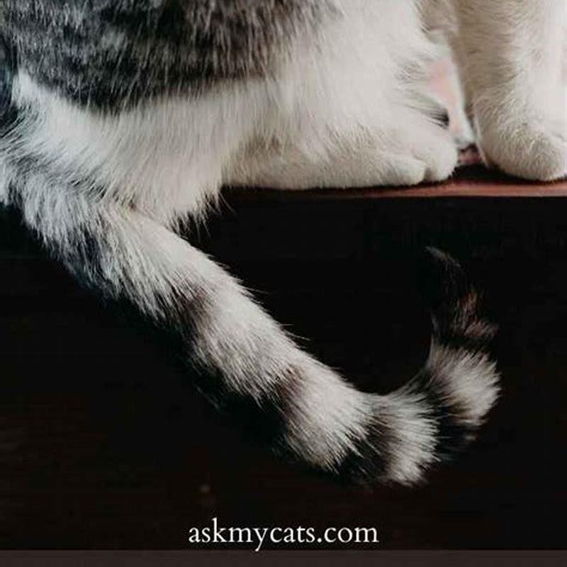 Is it good if my cat is always purring?