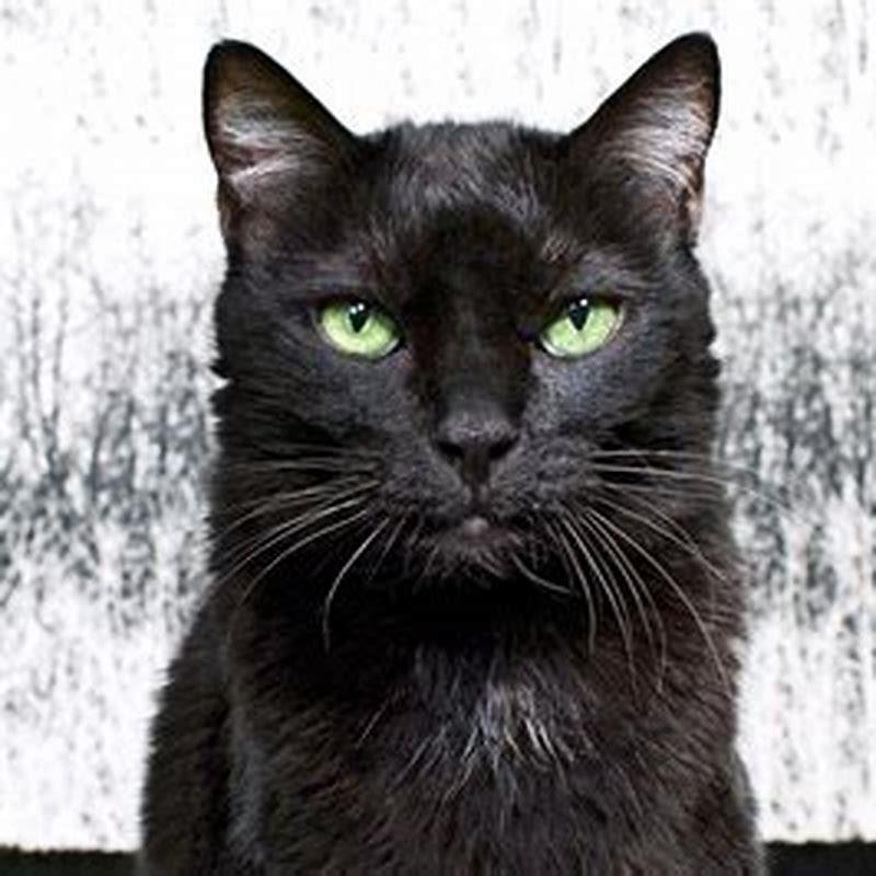 Is it lucky to see a black cat?