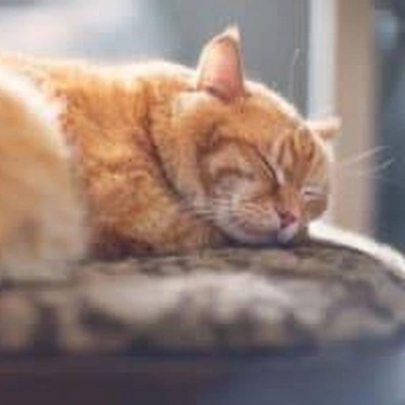 Is It Normal For A Cat To Breathe Fast DIY Seattle