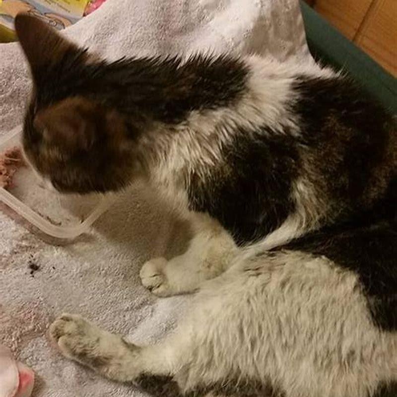 Is it normal for a male cat to bleed?
