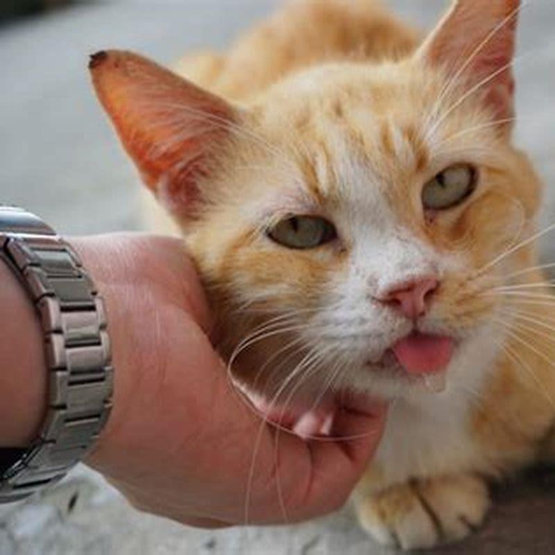 Is it normal for cats to drool when petted?