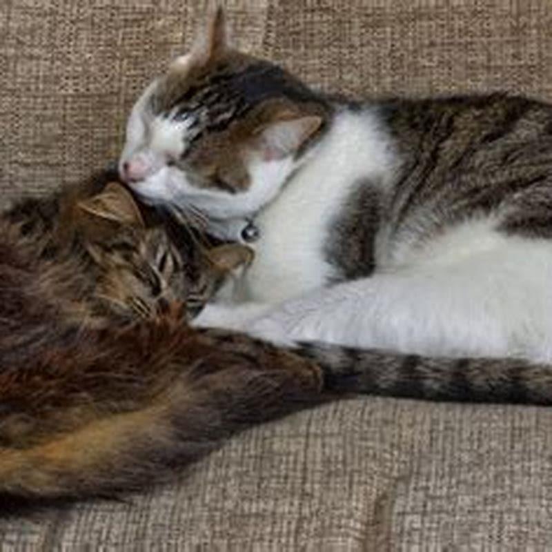 Is it normal for cats to lick each others privates?