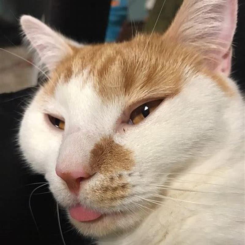 What Does It Mean When Cats Stick Out Their Tongue