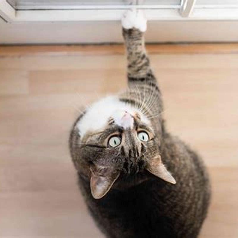 Is it normal for indoor cats to run away?