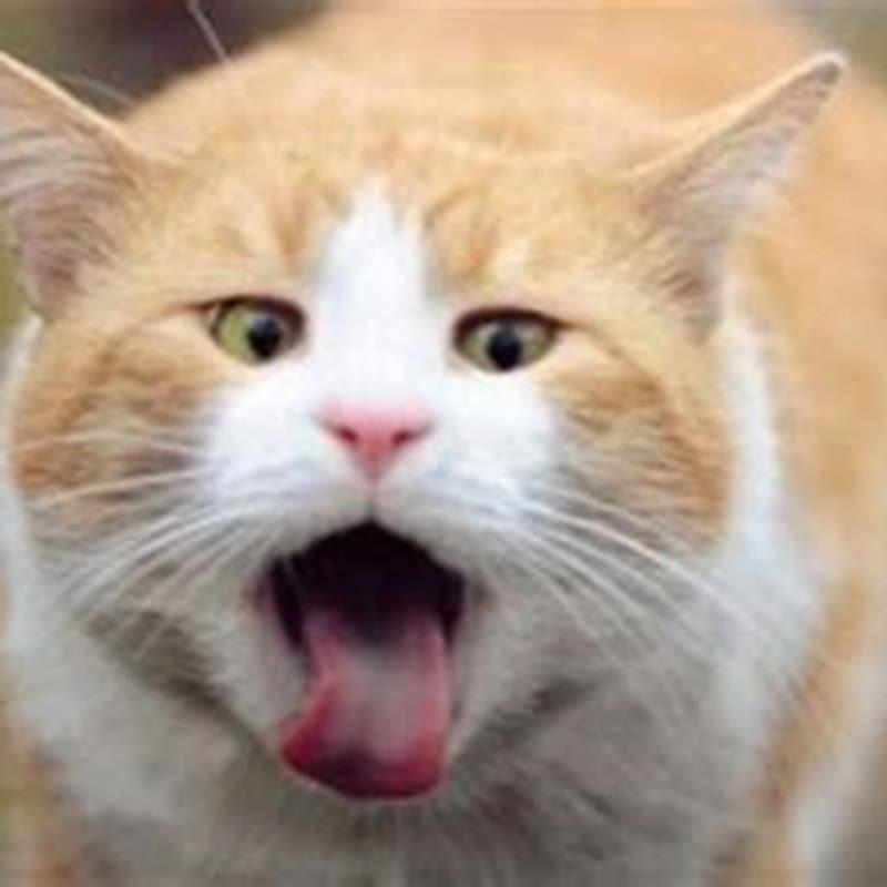 Is it normal for my cat to have a hairball every day?