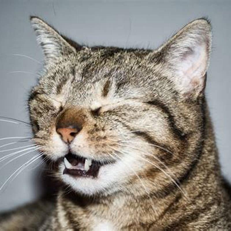 Is it normal for my cat to sneeze everyday?