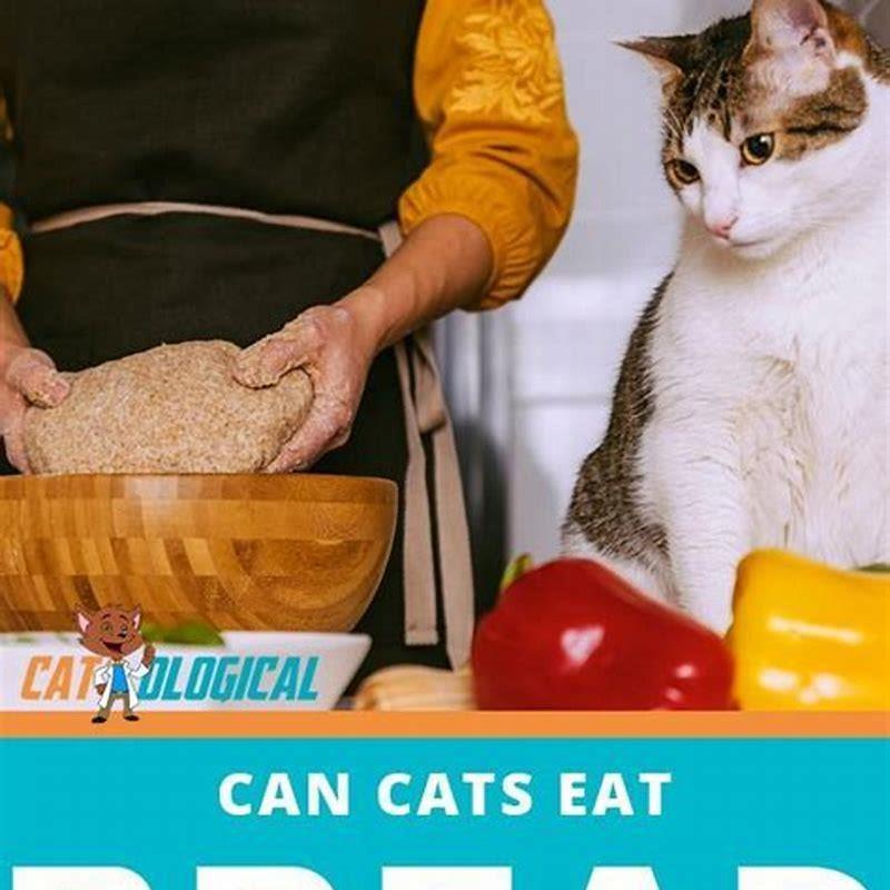 is-it-ok-for-cats-to-eat-bread-diy-seattle