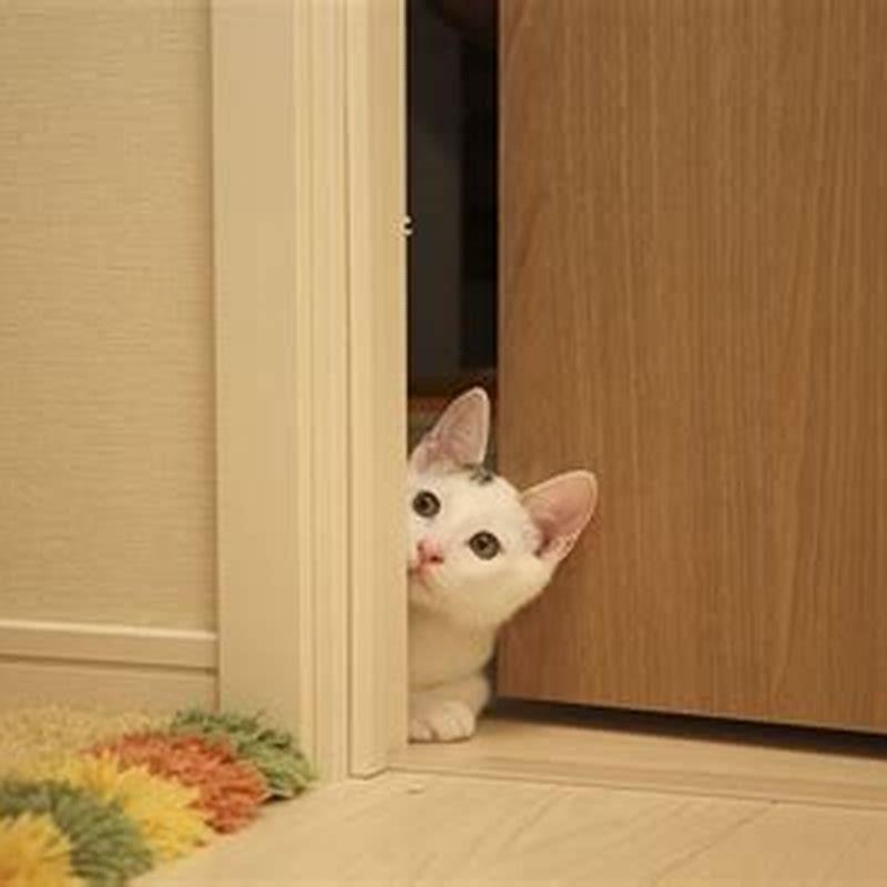 Is it OK to close door on cat?