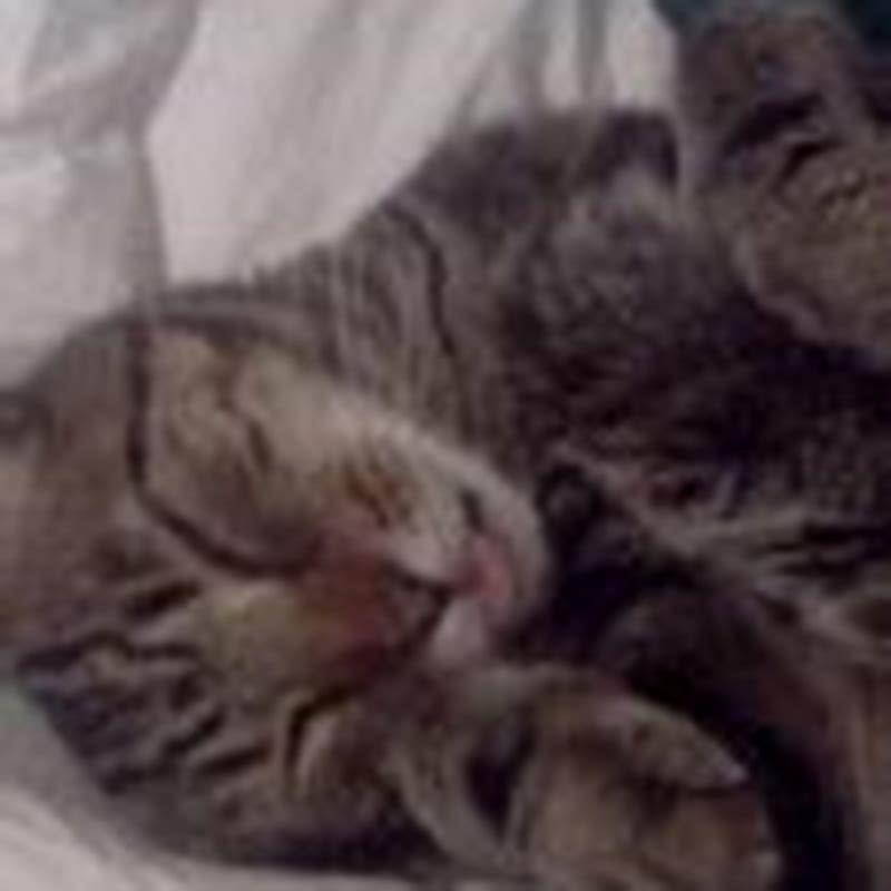 Is it ok to give your cat treats every day diy seattle