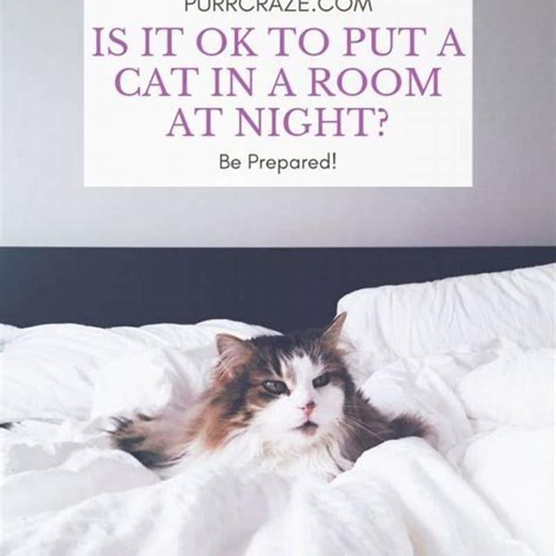 is-it-ok-to-put-a-cat-in-a-room-at-night-diy-seattle