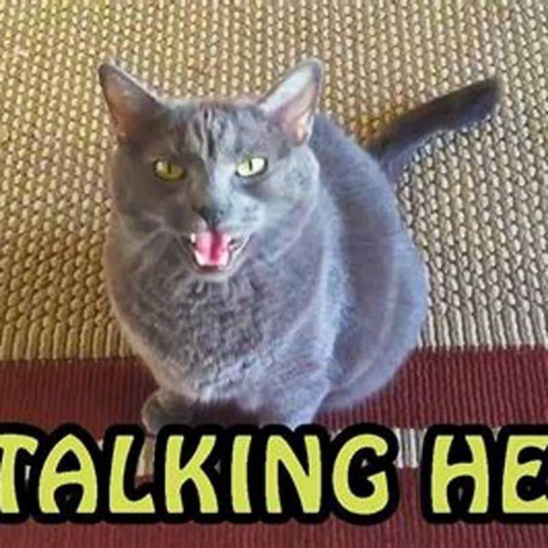Is it possible to communicate with cats?