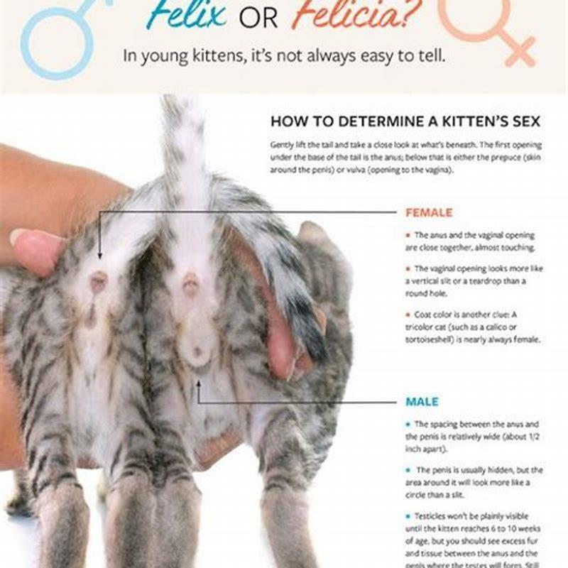 Is it possible to identify as a cat?
