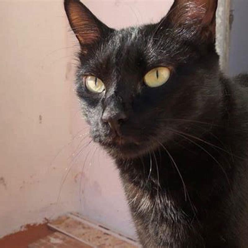 Is it rare for a black cat to have yellow eyes?