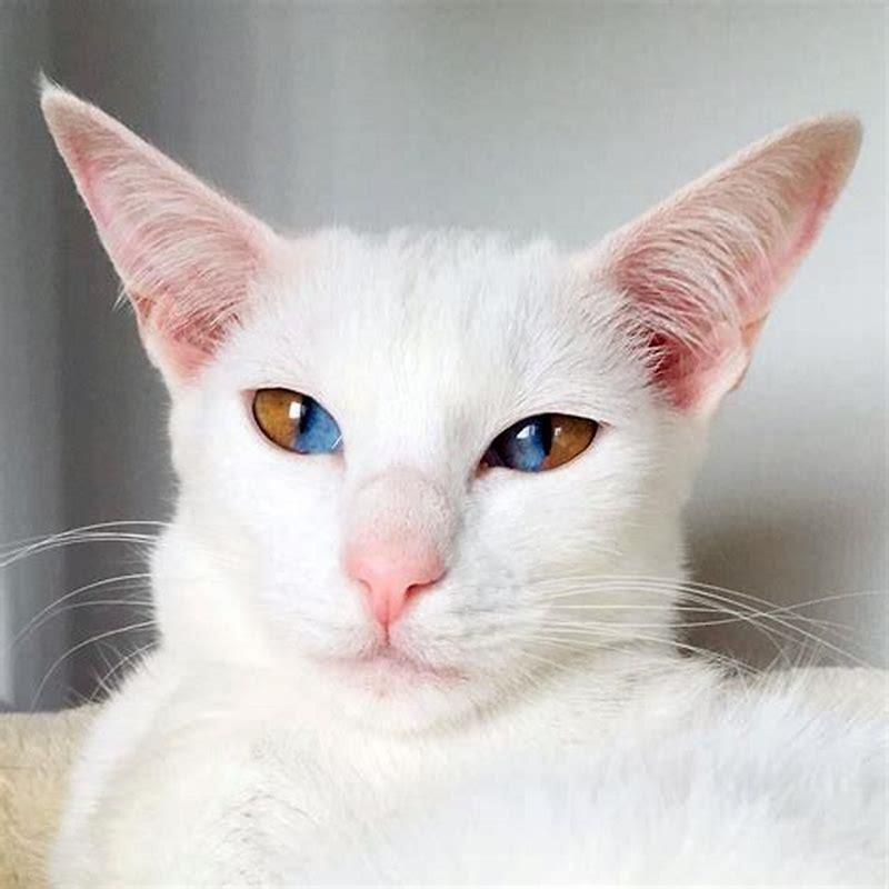 Is it rare for cats to have yellow eyes?