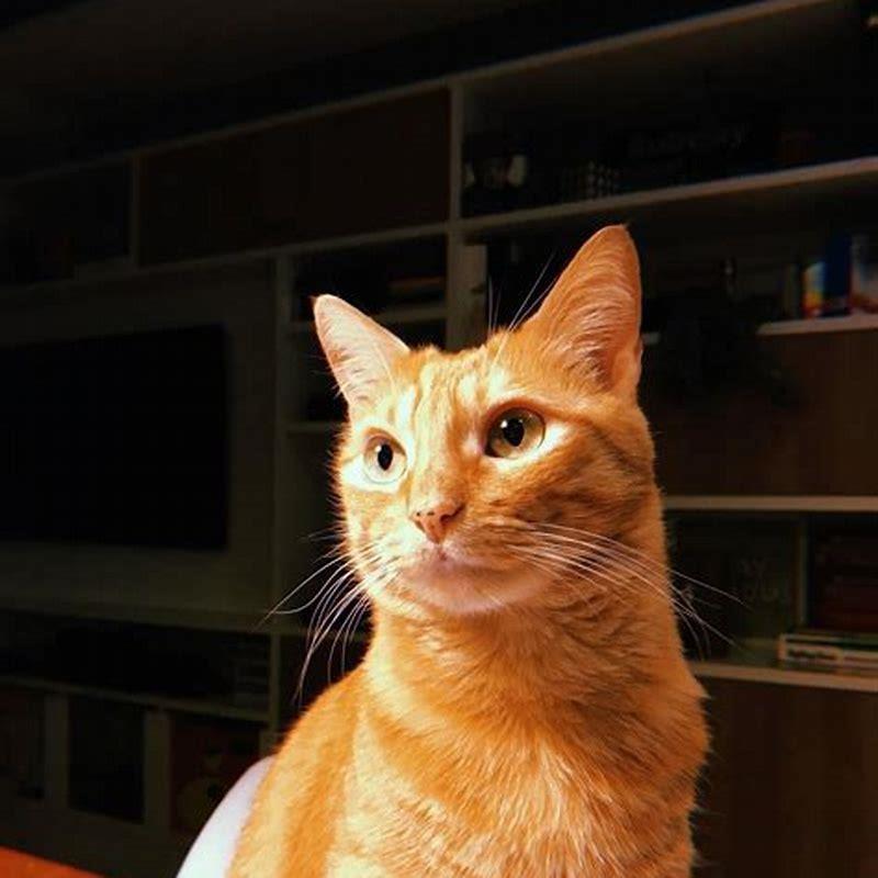 Is it rare to find an orange female cat?