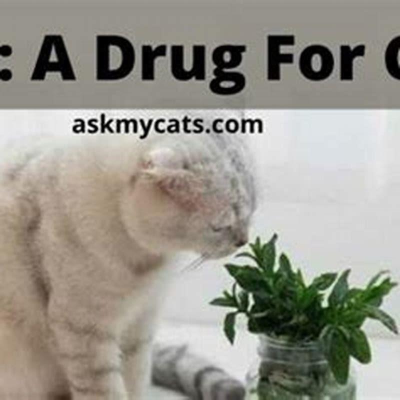 Is it safe to give cats catnip everyday?