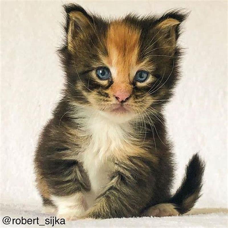 Is it true that cats take your breath?