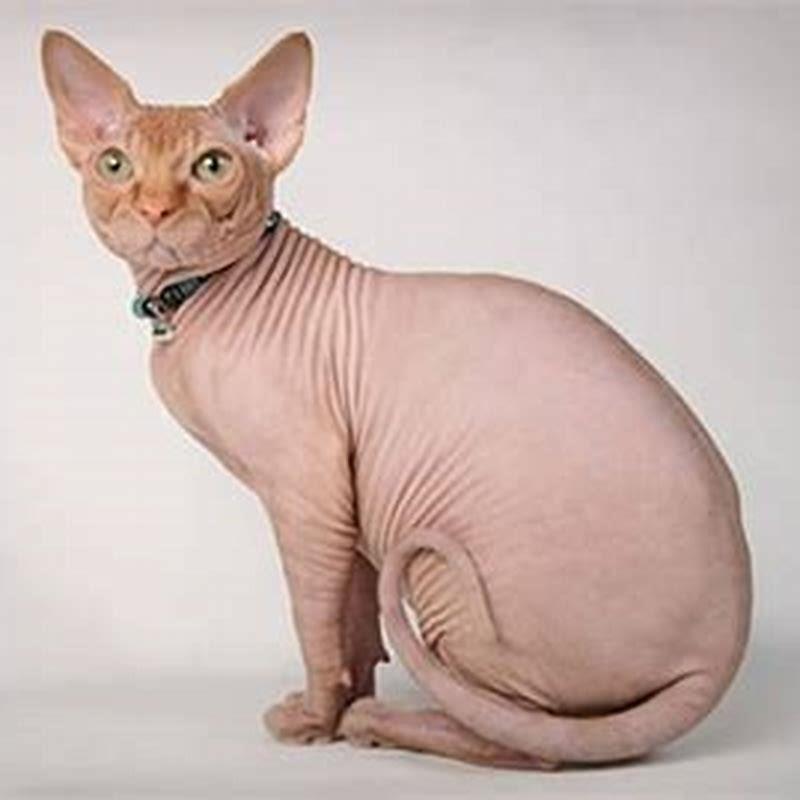 Is it worth getting a Sphynx cat?