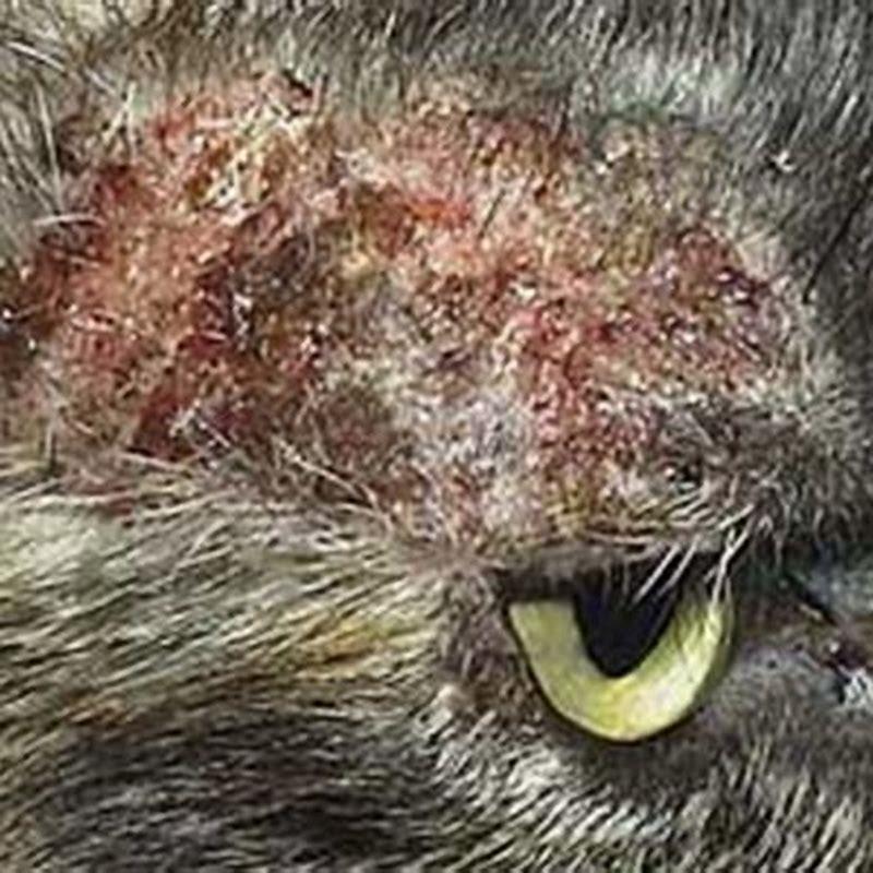 Is miliary dermatitis in cats curable?