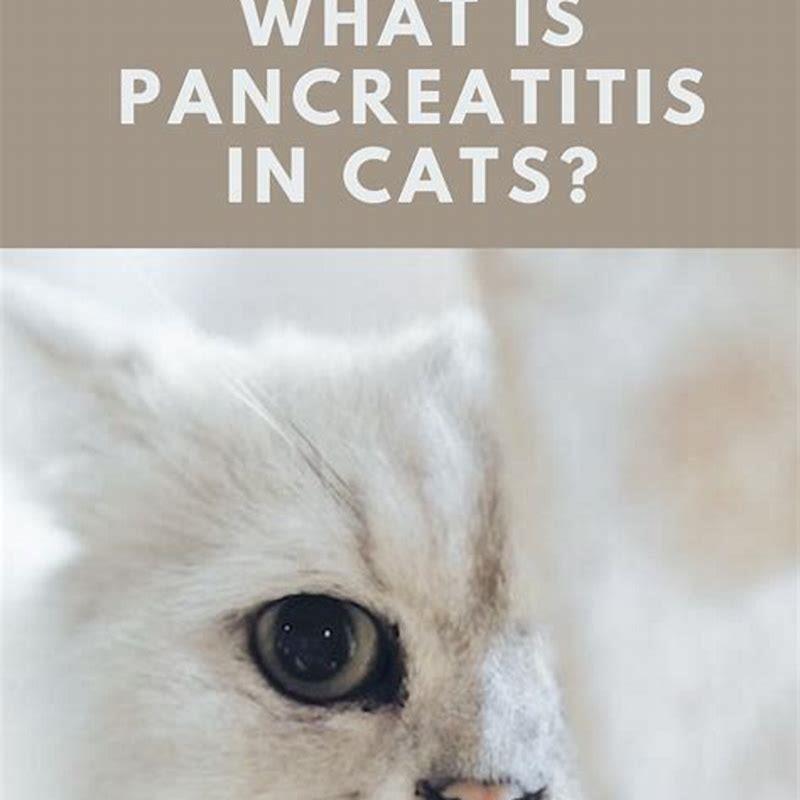 Is Pancreatitis In Cats Fatal DIY Seattle   Is Pancreatitis In Cats Fatal 