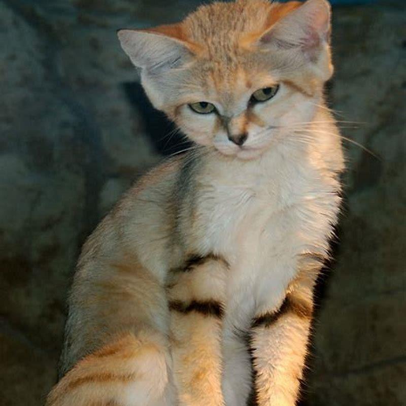 Is sand cat rare?