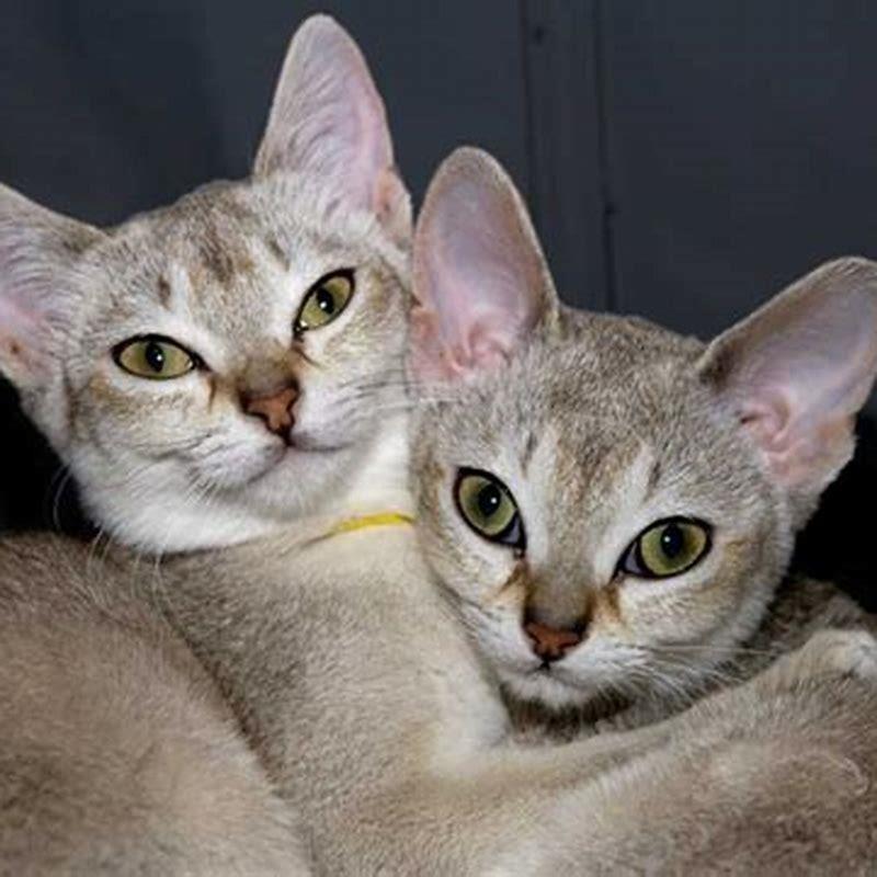 Is Singapura cat purebred?