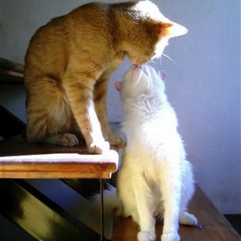 Is there a kiss in cats?