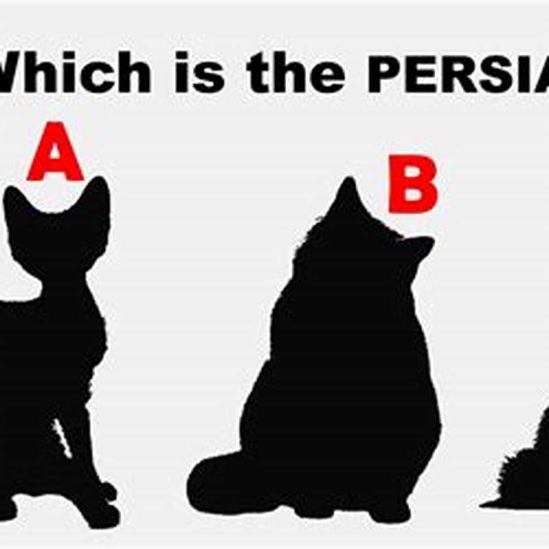 is-there-a-limit-on-how-many-cats-i-can-own-diy-seattle