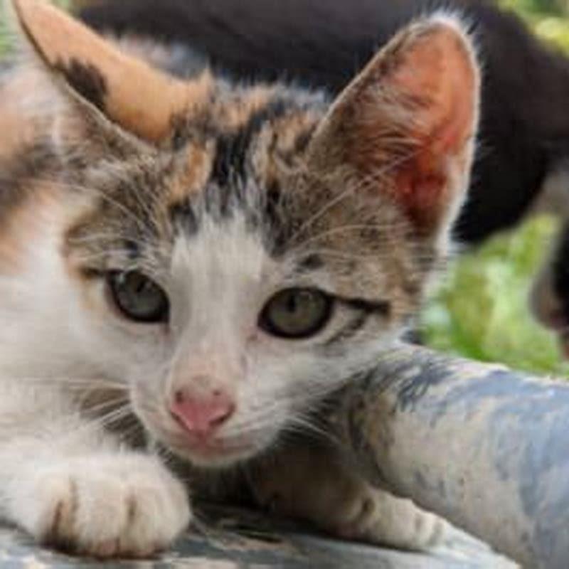 Should FIV cats be isolated?