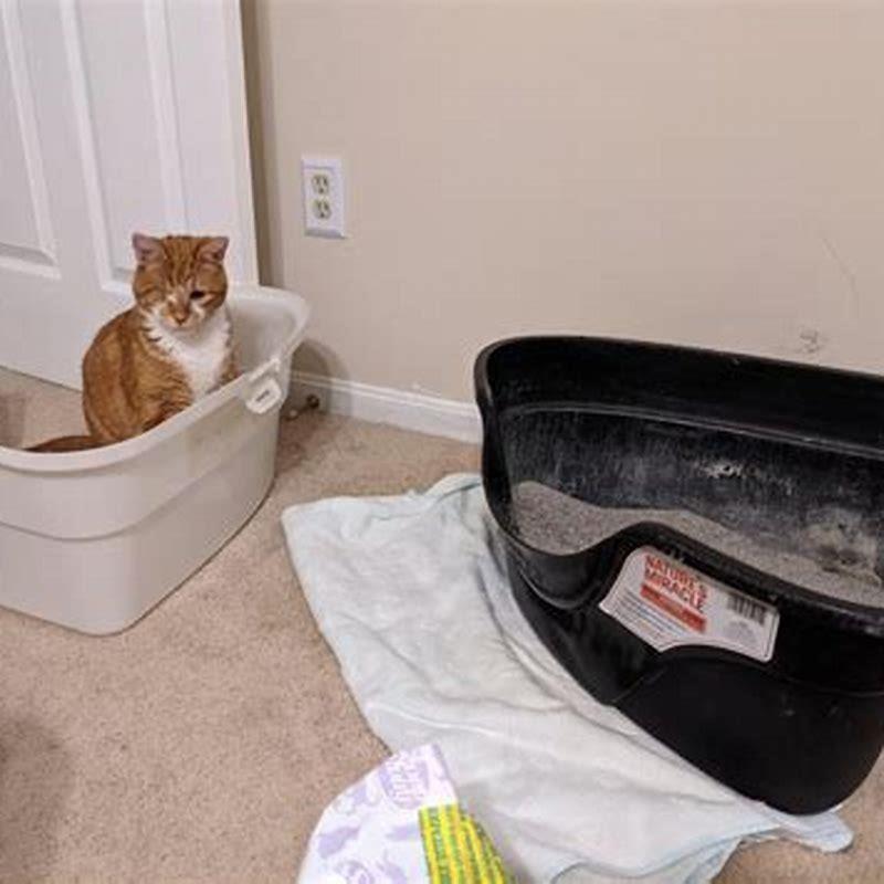 Why Does My Cat Keep Pooping on the Floor Next to the Litter Box?